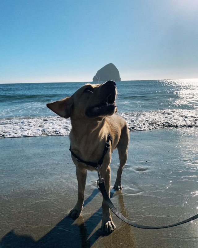 Bennet’s first time at the ocean. He loved it!

#pacificcity #capekiwanda #oregoncoast #labrador #labradorretriever #labradorsofinstagram #labradoroftheday #labradors #labradorable #labradorretrievers #dogsofinstagram #yellowlabrador #labradorlover #labradorpuppies #labradorpuppy #pacificnorthwest #pacificcoast #pacificnorthwestisbest #pnw #thegreatpnw #pnwlife #pnwisbest #pacificnw #pnwwonderland #leftcoast #upperleft #upperleftusa #andrewandcraig #goodboybennet #bigboybennet