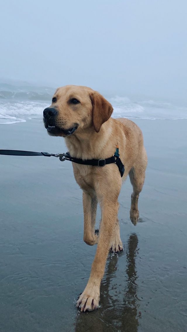 Bennet living the dream in Pacific City, OR

#pacificcity #capekiwanda #oregoncoast #labrador #labradorretriever #labradorsofinstagram #labradoroftheday #labradors #labradorable #labradorretrievers #dogsofinstagram #yellowlabrador #labradorlover #labradorpuppies #labradorpuppy #pacificnorthwest #pacificcoast #pacificnorthwestisbest #pnw #thegreatpnw #pnwlife #pnwisbest #pacificnw #pnwwonderland #leftcoast #upperleft #upperleftusa #andrewandcraig #goodboybennet #bigboybennet