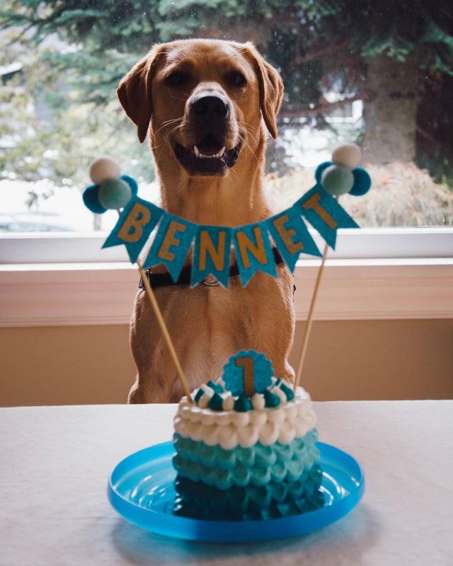 It’s Bennet’s 1st Birthday today! 🎂🐕🎂

#labrador #labradorretriever #labradorsofinstagram #labradoroftheday #labradors #labradorable #labradorretrievers #labrador_pictures #dogsofinstagram #yellowlabrador #labradorlovers #labradorlover #labradorpuppies #andrewandcraig #bigboybennet