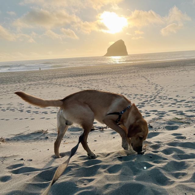 The sun starting to go down at Cape Kiwanda on the Oregon coast. 📷 by @aburich_dvm.

#pacificcity #capekiwanda #oregoncoast #labrador #labradorretriever #labradorsofinstagram #labradoroftheday #labradors #labradorable #labradorretrievers #dogsofinstagram #yellowlabrador #labradorlover #labradorpuppies #labradorpuppy #pacificnorthwest #pacificcoast #pacificnorthwestisbest #pnw #thegreatpnw #pnwlife #pnwisbest #pacificnw #pnwwonderland #leftcoast #upperleft #upperleftusa #andrewandcraig #goodboybennet #bigboybennet