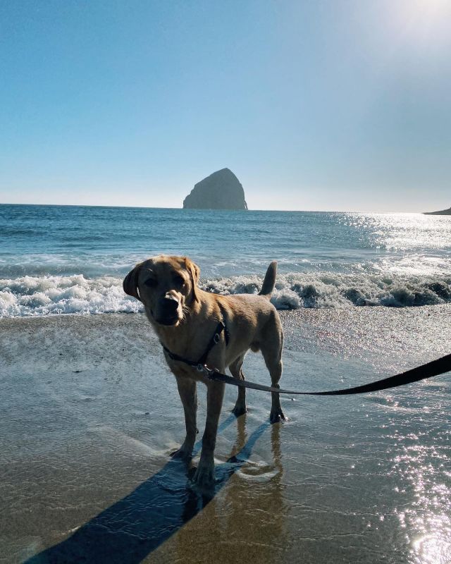 Bennet’s first time at the ocean. He loved it!

#pacificcity #capekiwanda #oregoncoast #labrador #labradorretriever #labradorsofinstagram #labradoroftheday #labradors #labradorable #labradorretrievers #dogsofinstagram #yellowlabrador #labradorlover #labradorpuppies #labradorpuppy #pacificnorthwest #pacificcoast #pacificnorthwestisbest #pnw #thegreatpnw #pnwlife #pnwisbest #pacificnw #pnwwonderland #leftcoast #upperleft #upperleftusa #andrewandcraig #goodboybennet #bigboybennet